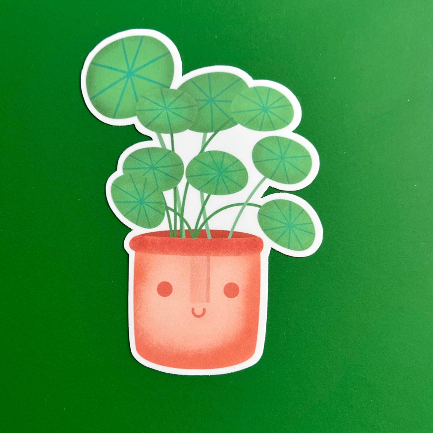 Pilea peperomioides