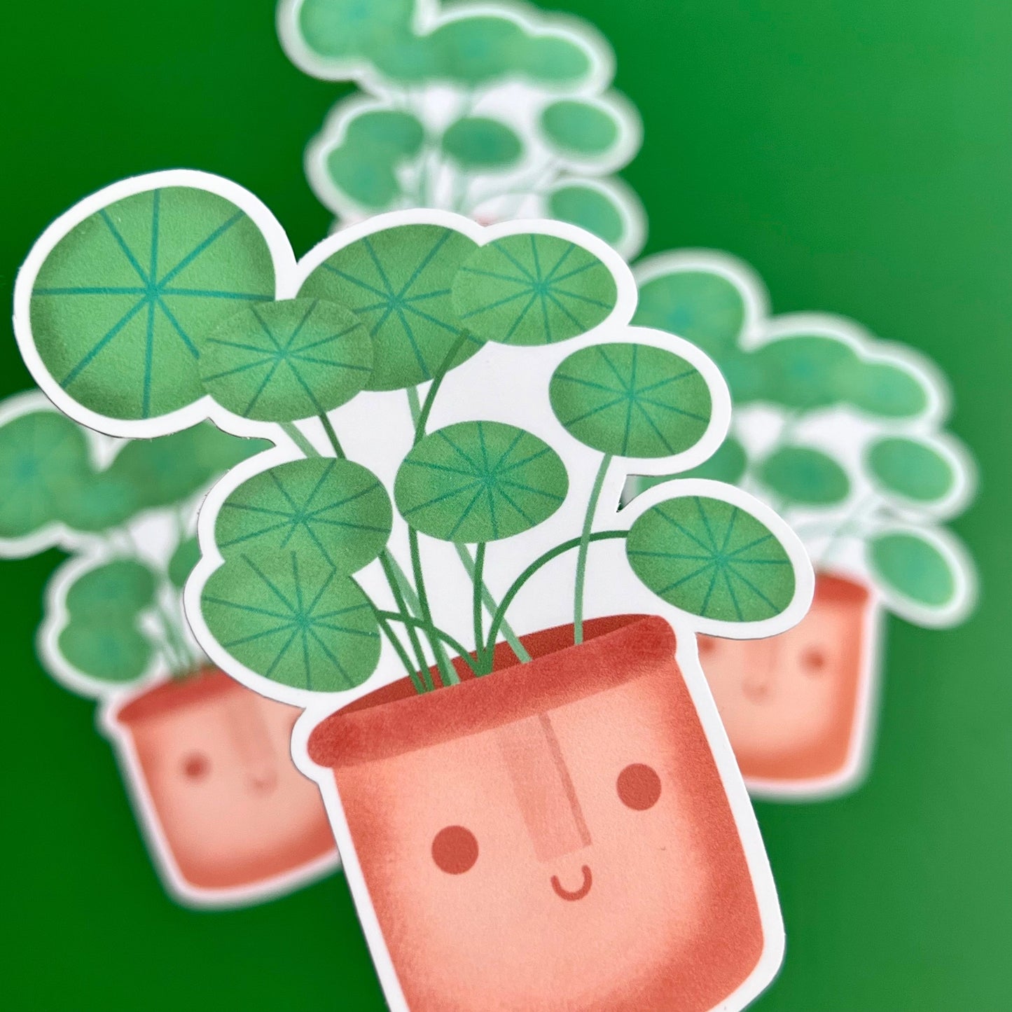 Pilea peperomioides